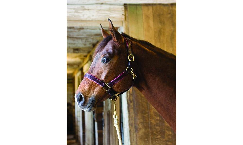 Croswell Padded Softy Leather Halter — Vision Saddlery