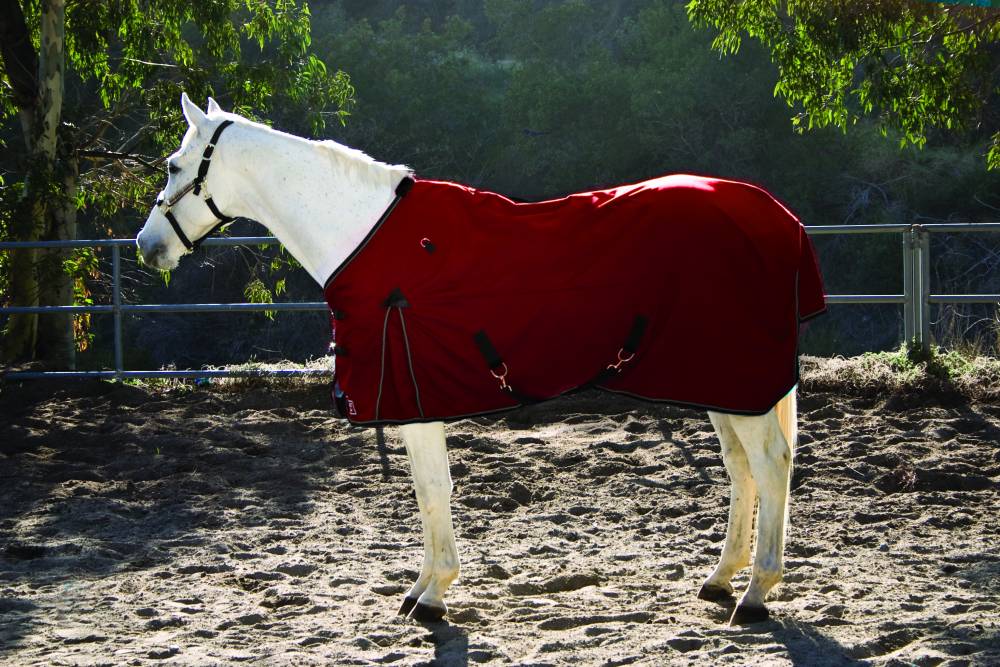 Kensington Egyptian European Cut Cotton Show Sheet HorseLoverZ