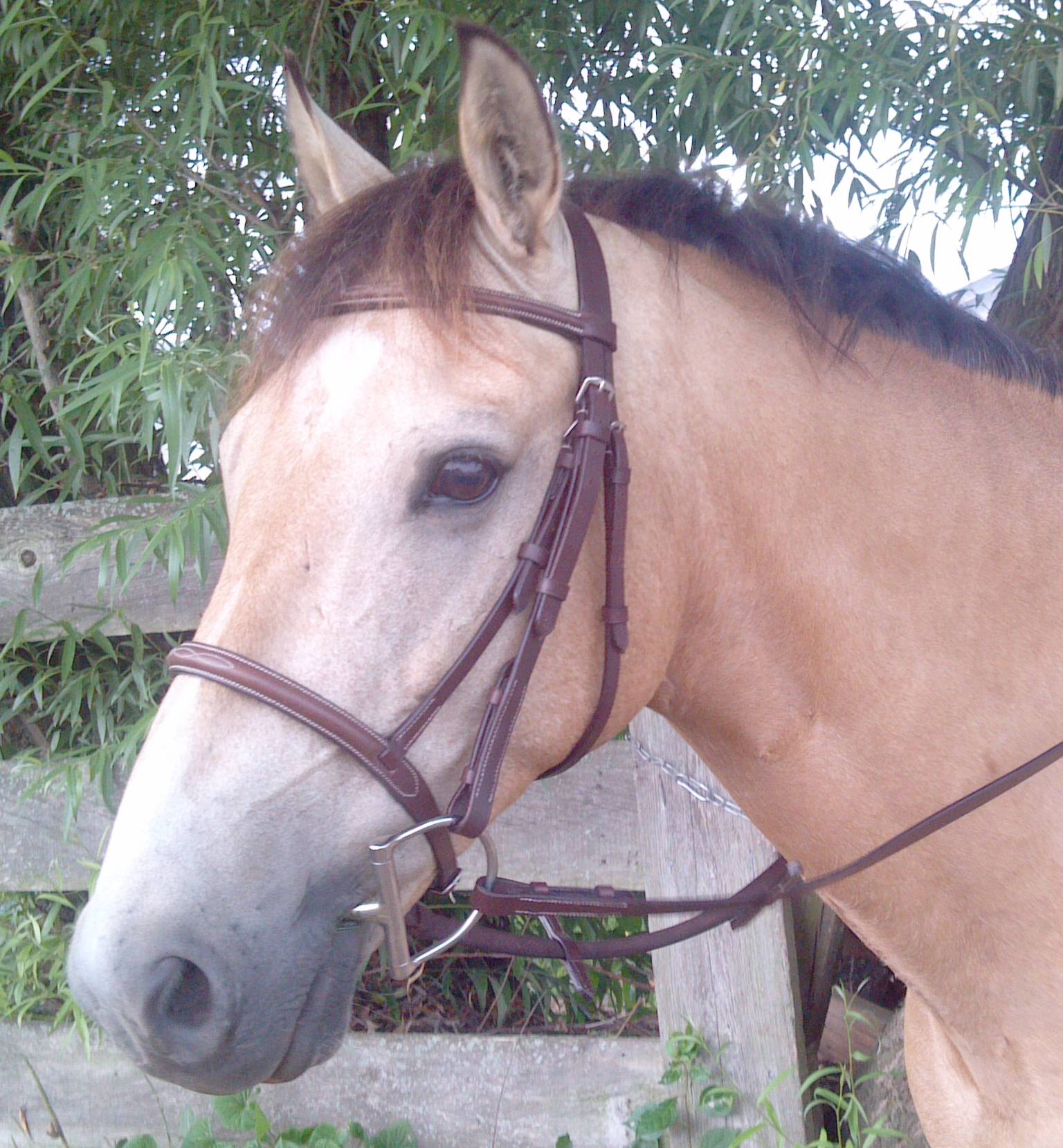 ProAm Fancy Raised Bridle with  Reins