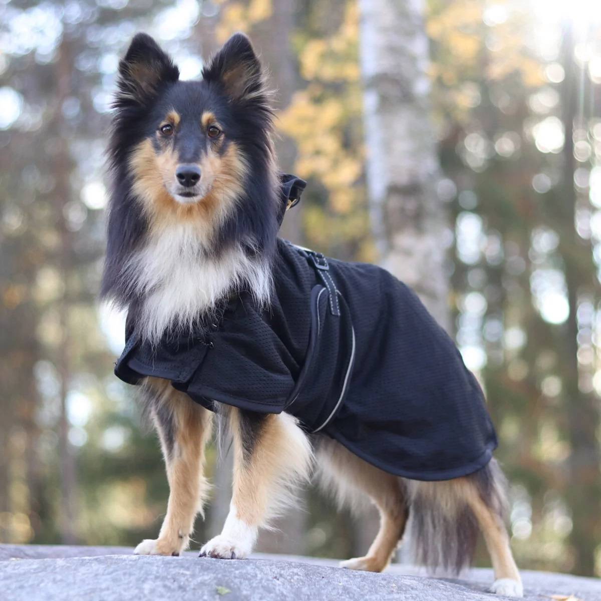 back on track therapeutic regular dog coat