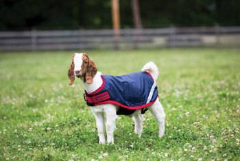 Horseware Goat Coat