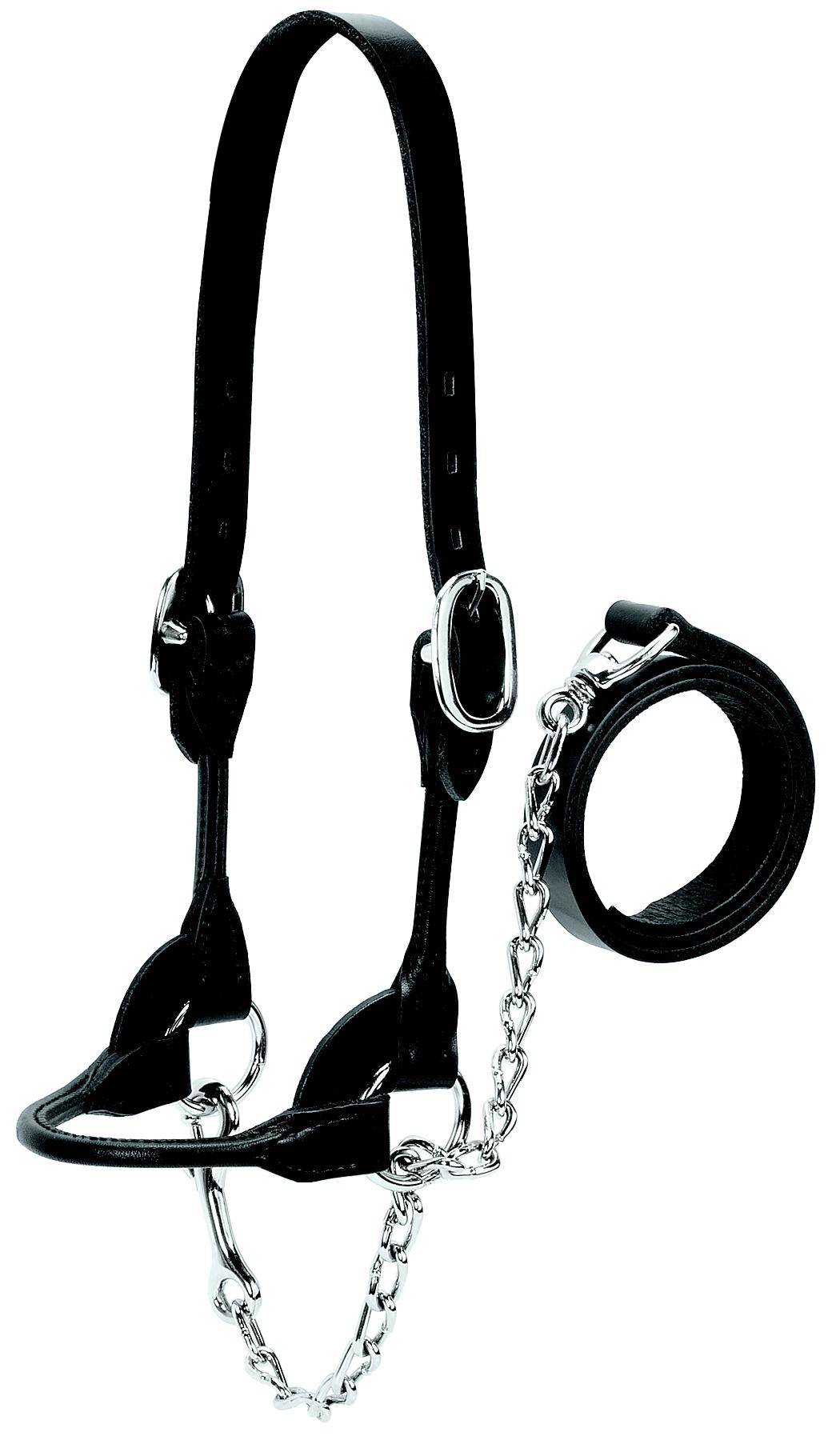 Weaver Leather Cattle Rounded Show Halter