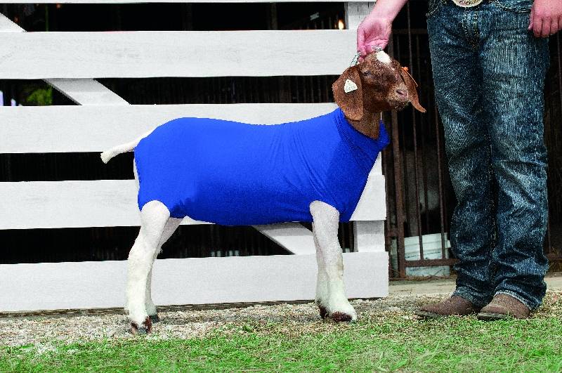 Weaver Livestock Nylon/Spandex Blend Show Goat Tube Stretches to Fit 