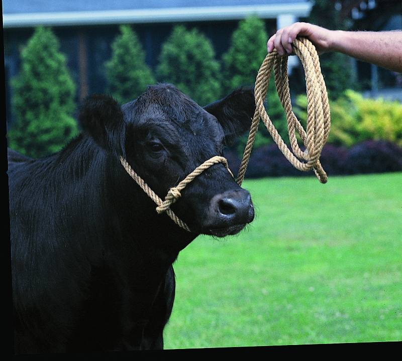 Weaver Leather Cow Halter Sisal with Leather Noseband and Attached Lead Rope