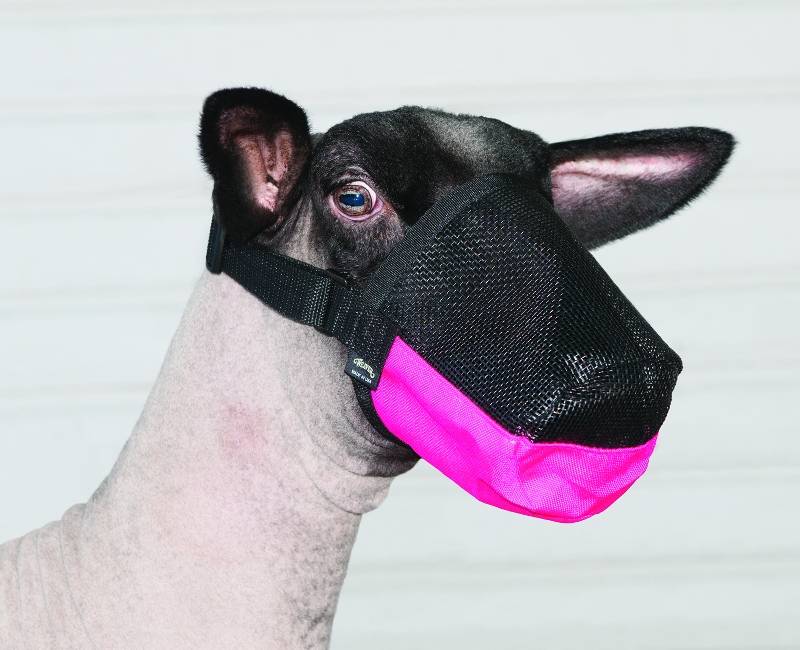 Goat muzzle clearance