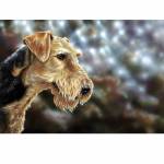 Airedale By: Paul Doyle