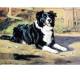 Anticipation (Border Collie) Blank Greeting Cards - 6 Pack