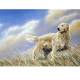 A Breezy Day (Golden Retriever) Blank Greeting Cards - 6 Pack