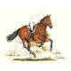 Whisky (Cross Country) By: Jan Kunster, Matted