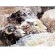 Amongst the Flock (Sheep) Blank Greeting Cards - 6 Pack