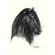 Johnny C (Friesian) By: Jan Kunster, Matted