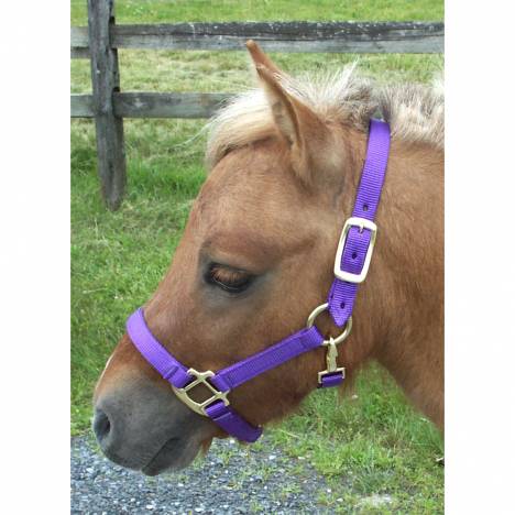 Miniature Horse Nylon Halter