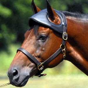 Horse Head Bumpers: Horse Head Protection