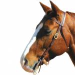 Western Bridles