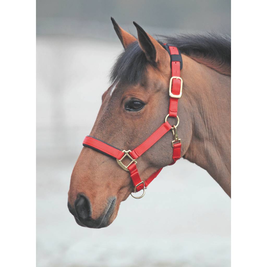 Shires Topaz Leather Breakaway Nylon Headcollar