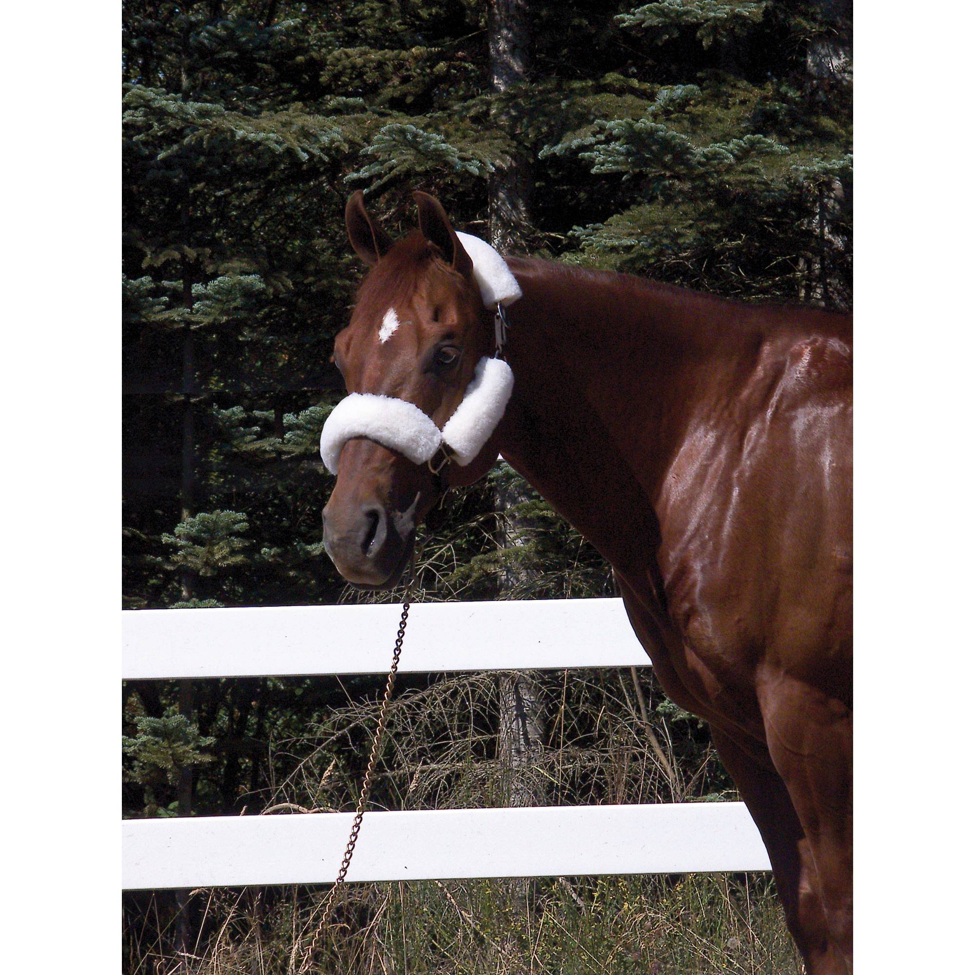 Toklat WoolBack NoseBand Halter Tube Set