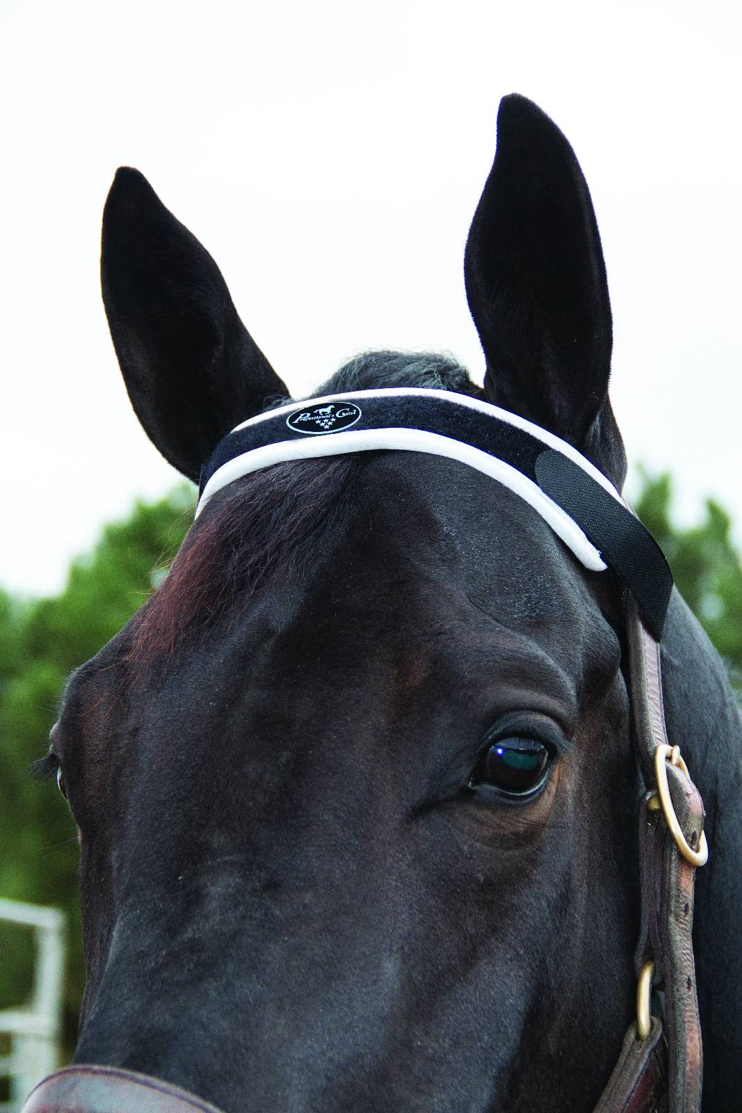 Professionals Choice Magnetic Brow Piece