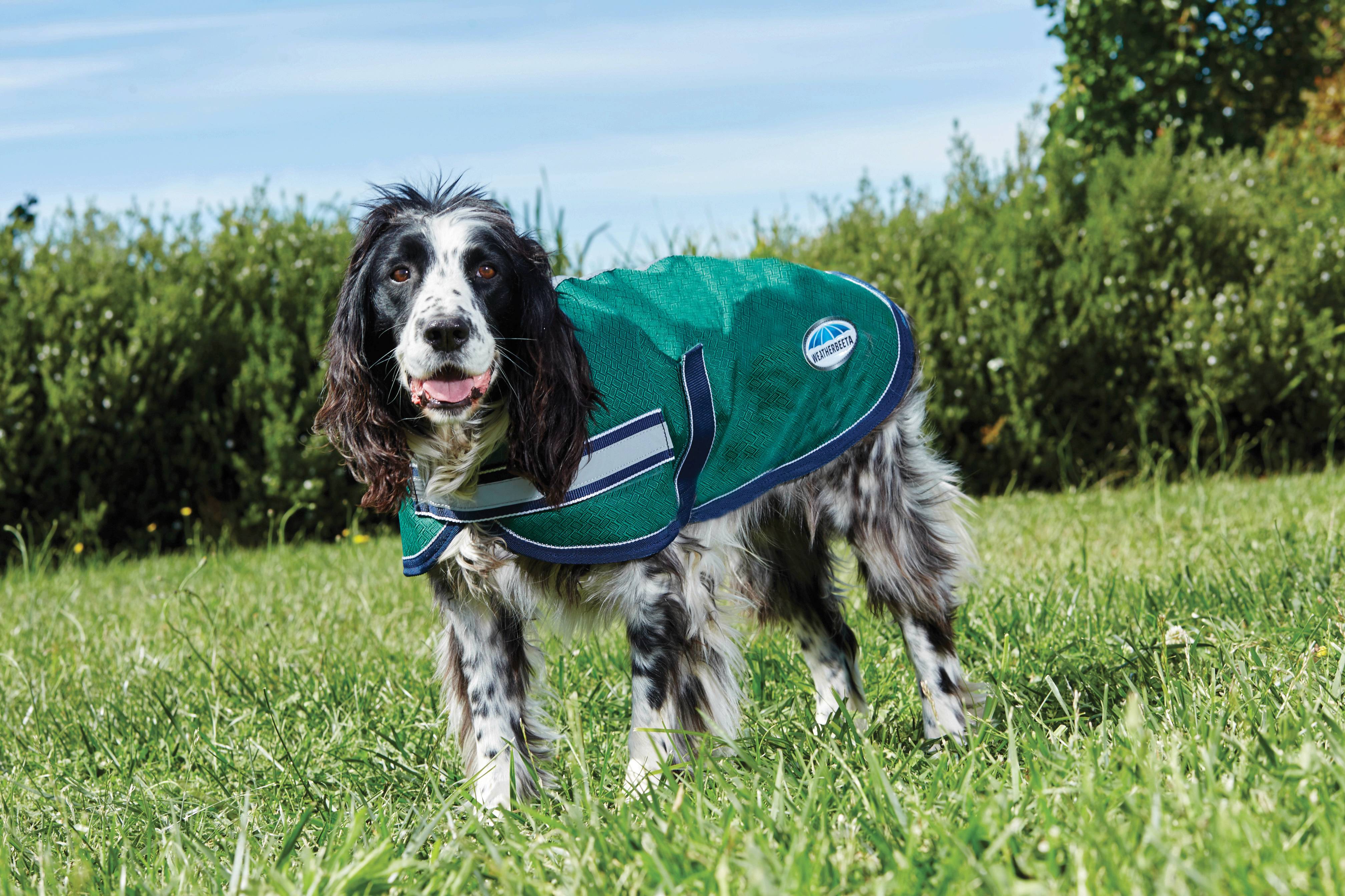 Weatherbeeta 1200d dog outlet coat