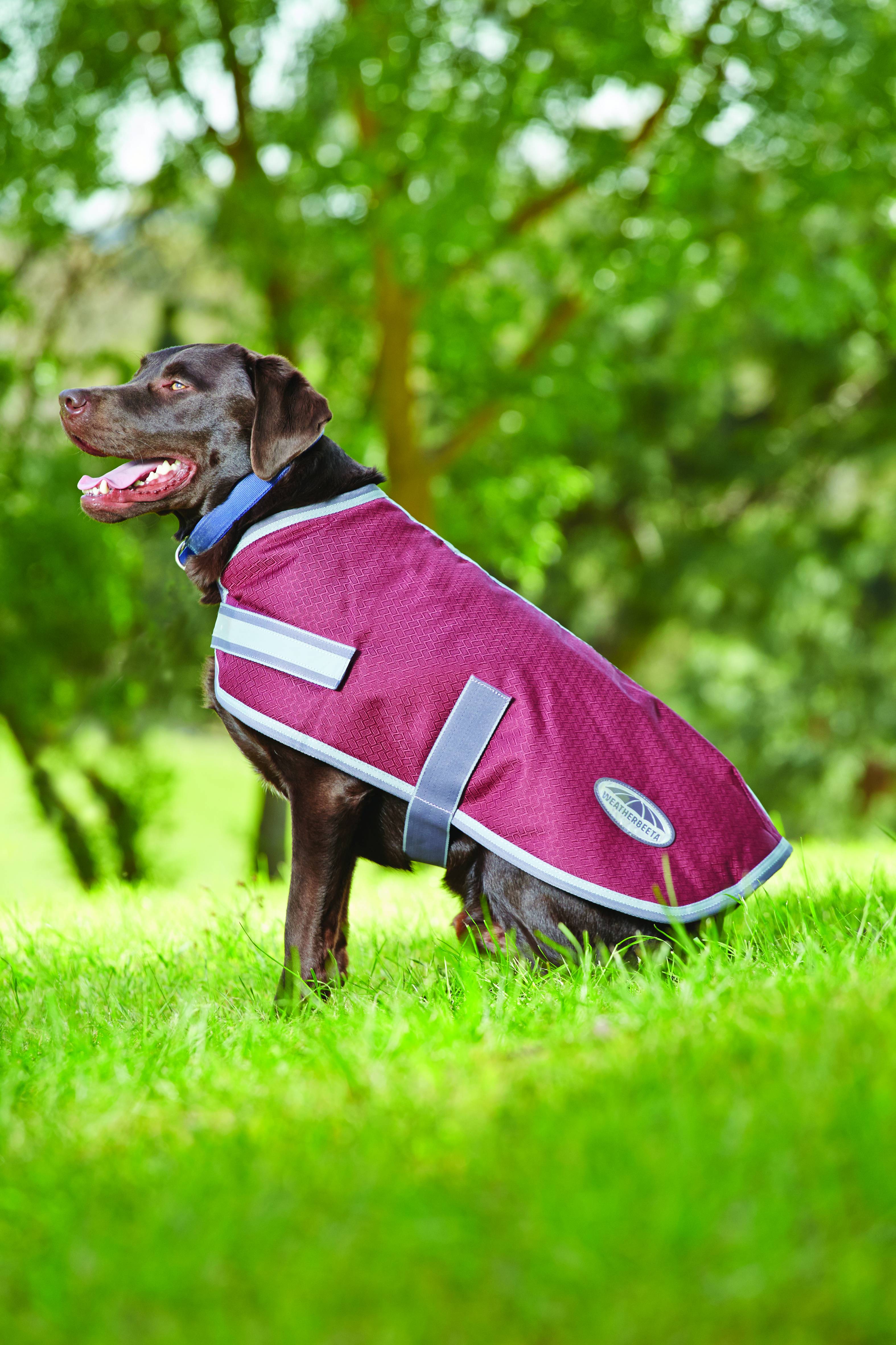 Companion dog clearance coats