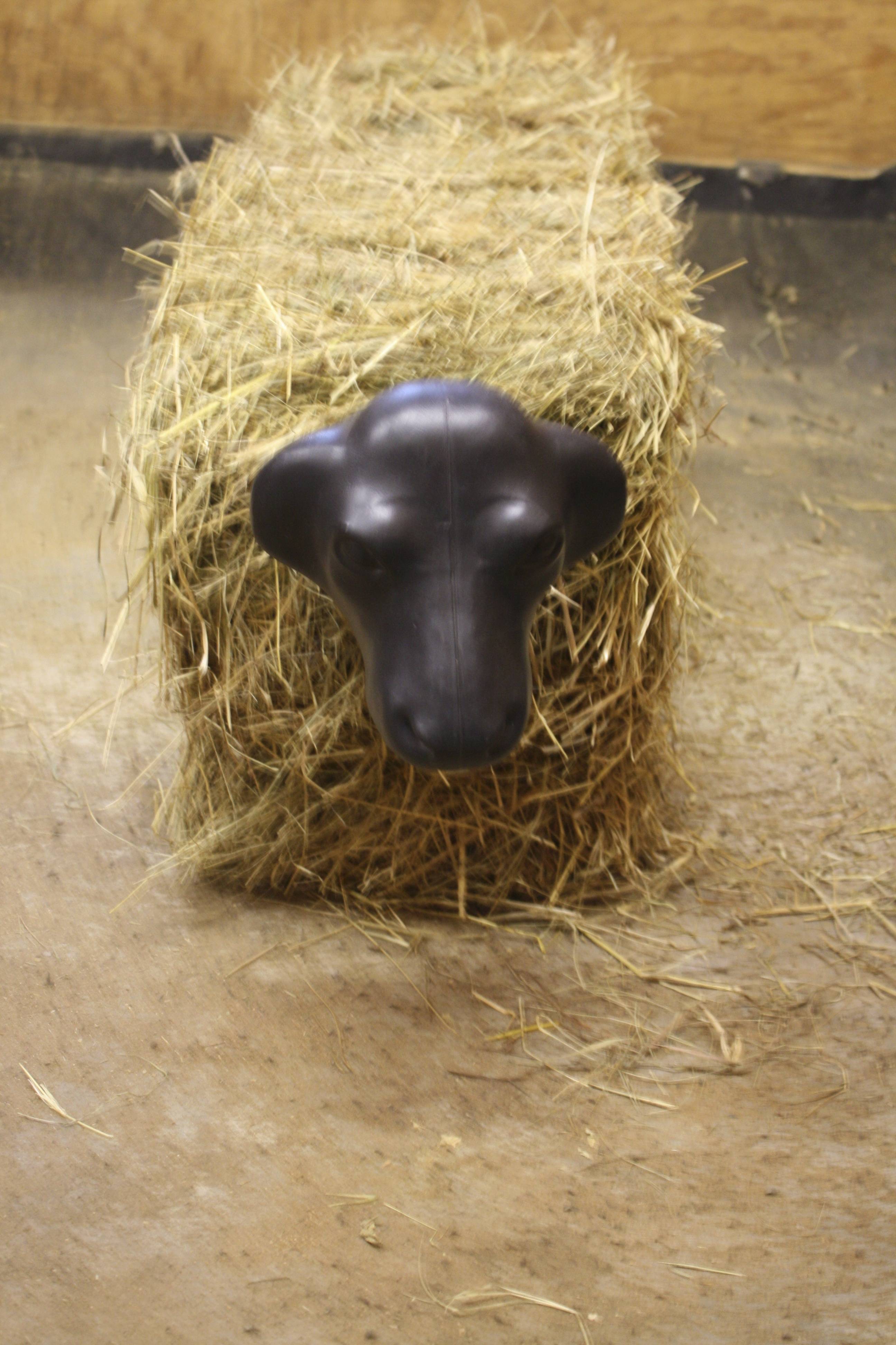 Calf Head with Hay Bale Spikes
