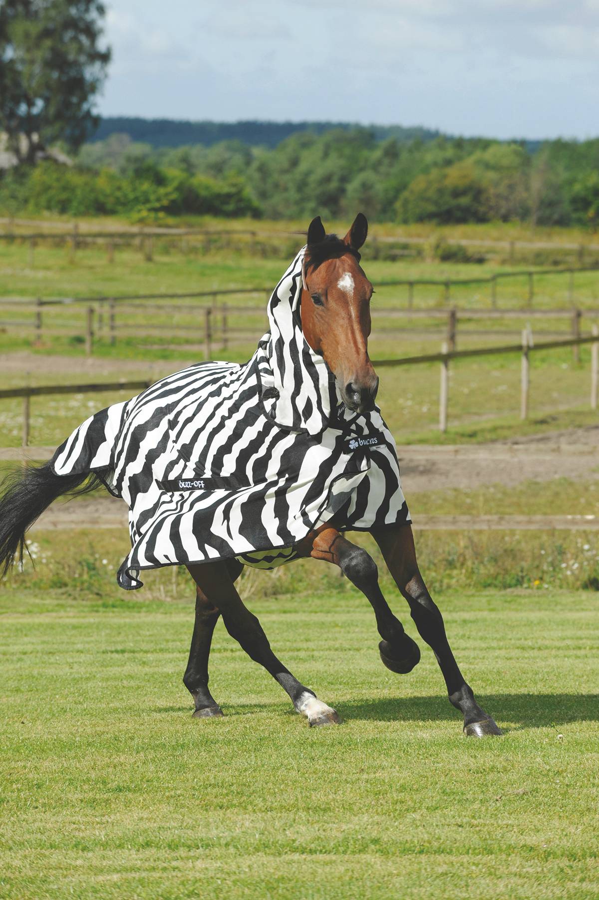Bucas-Buzz-Off Classic Fly Sheet