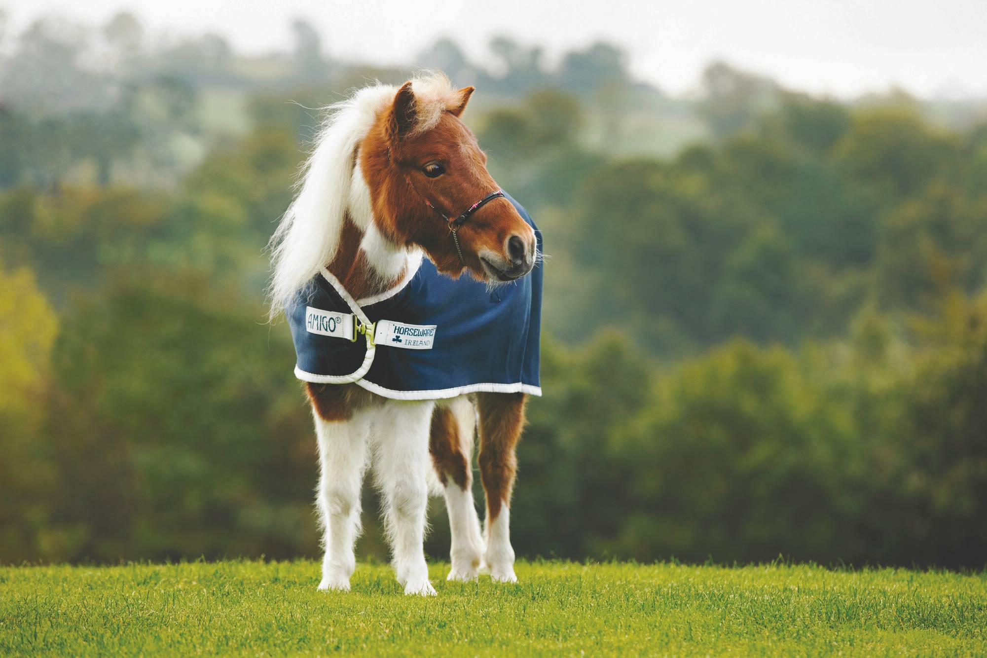 Amigo Petite Jersey Cooler