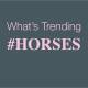 Whats Trending #Horses... Tee Shirt