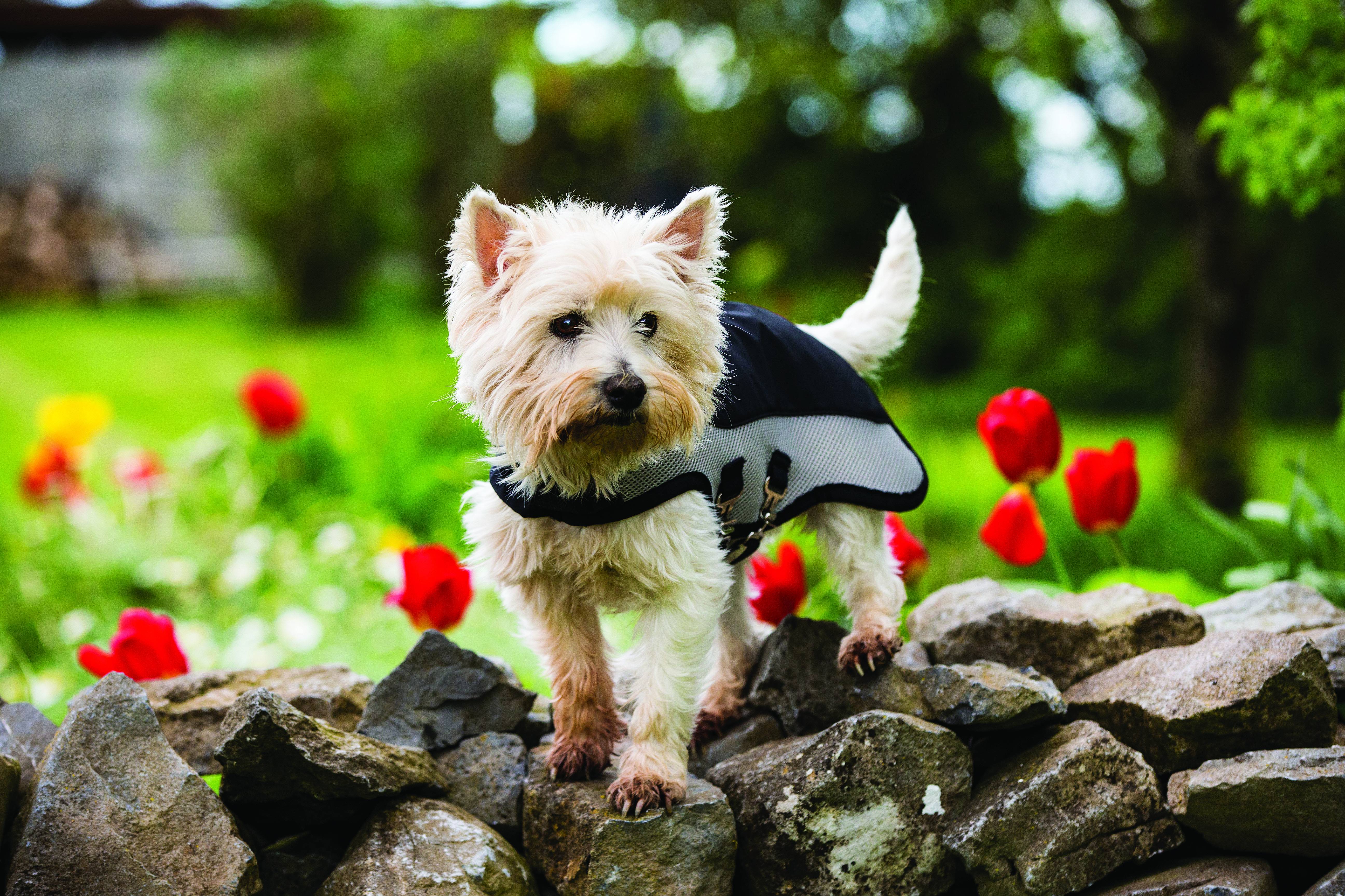 Rambo Summer Series Dog Rug