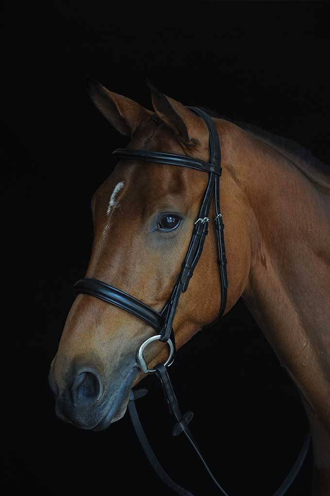 Collegiate Comfort Crown Padded Raised Cavesson Bridle