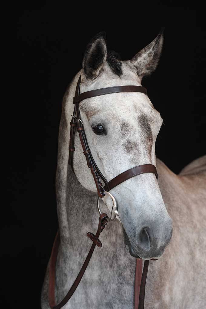 Collegiate Hunt Cavesson Bridle IV