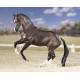 Breyer Traditional Series Valegro - Reigning World And Olympic Dressage Champion