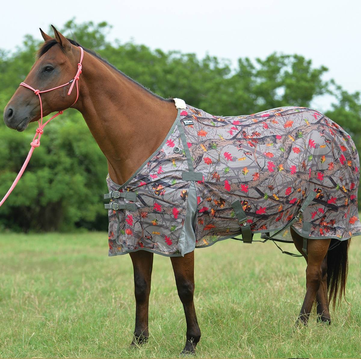 Cashel Economy Flysheet