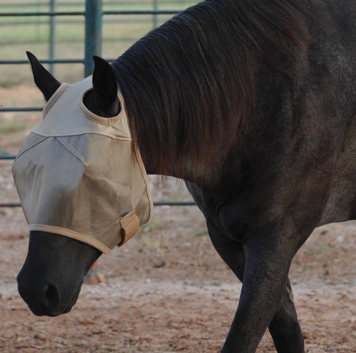 Cashel Econo Fly Mask