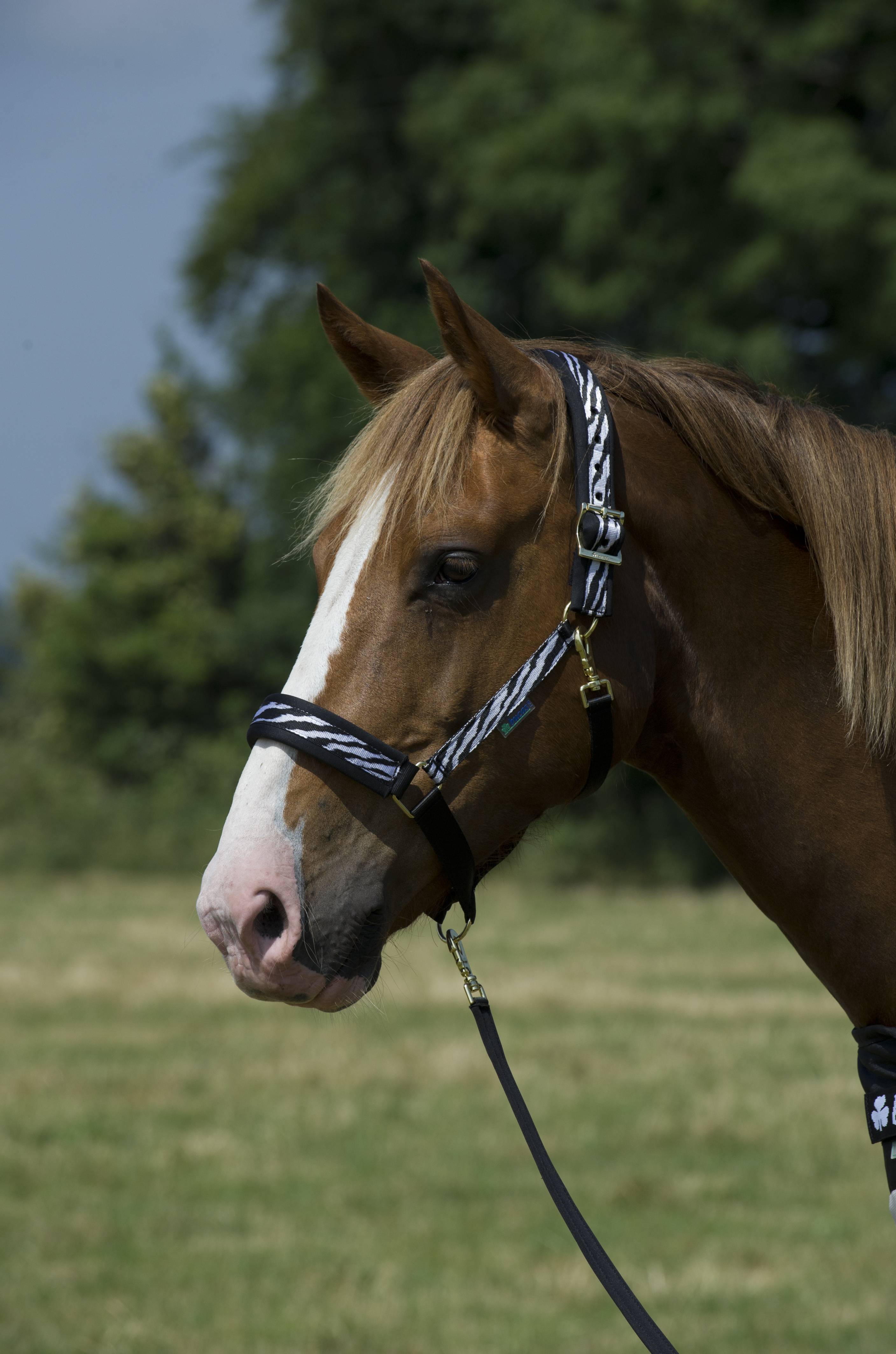 Bucas Dublin Halter - Zebra