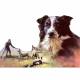 Dogs - Border Collies - 6 pack