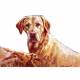 Dogs - Yellow Lab (Labrador Retriever) - 6 pack