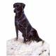 Dogs - Lab in the Snow (Labrador Retrievers) - 6 pack