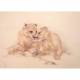 Greeting Cards - Brotherly Love (Lions) - 6 pack