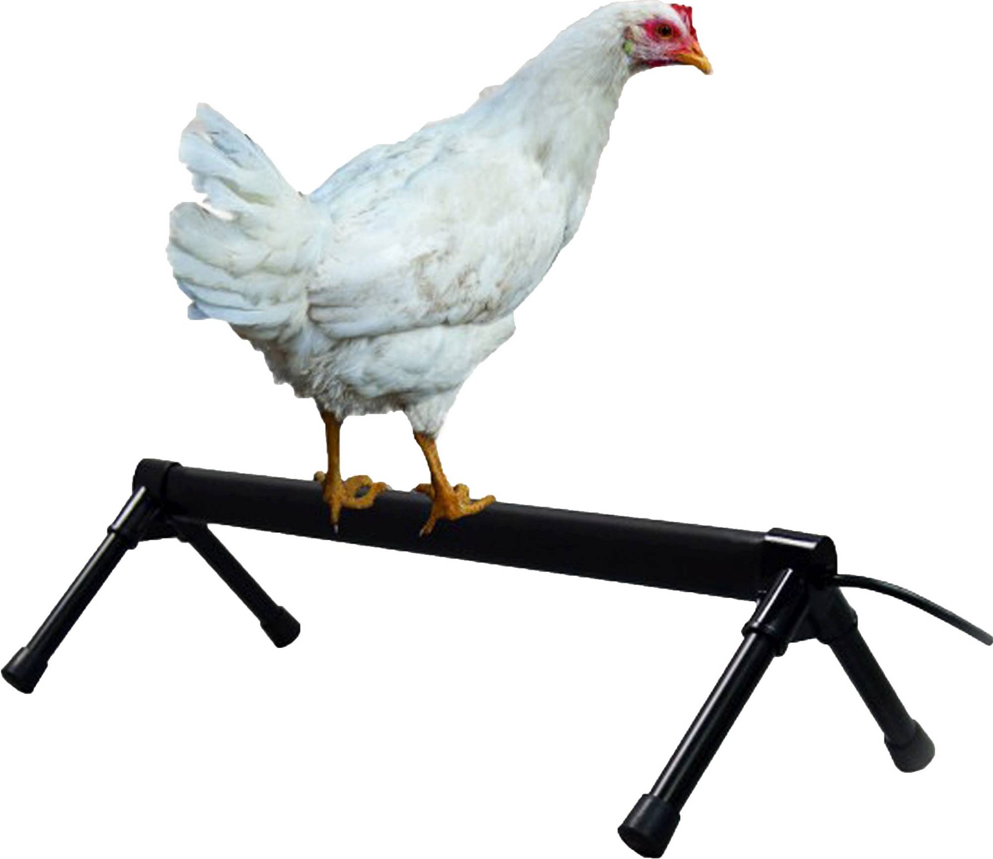K&H Pet Thermo Heated Chicken Perch