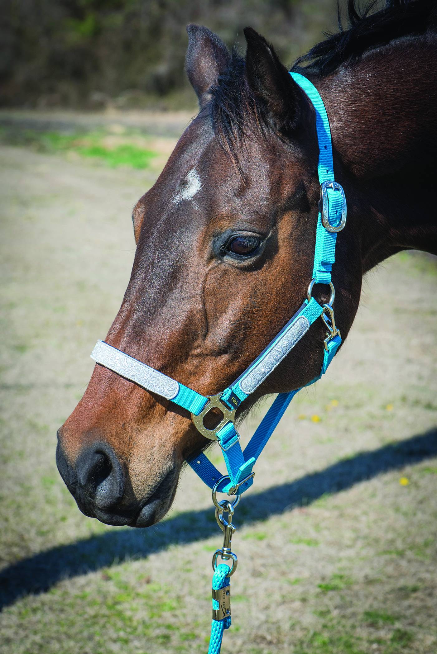 Lami-Cell Sterling Halter