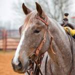 Professionals Choice Headstalls