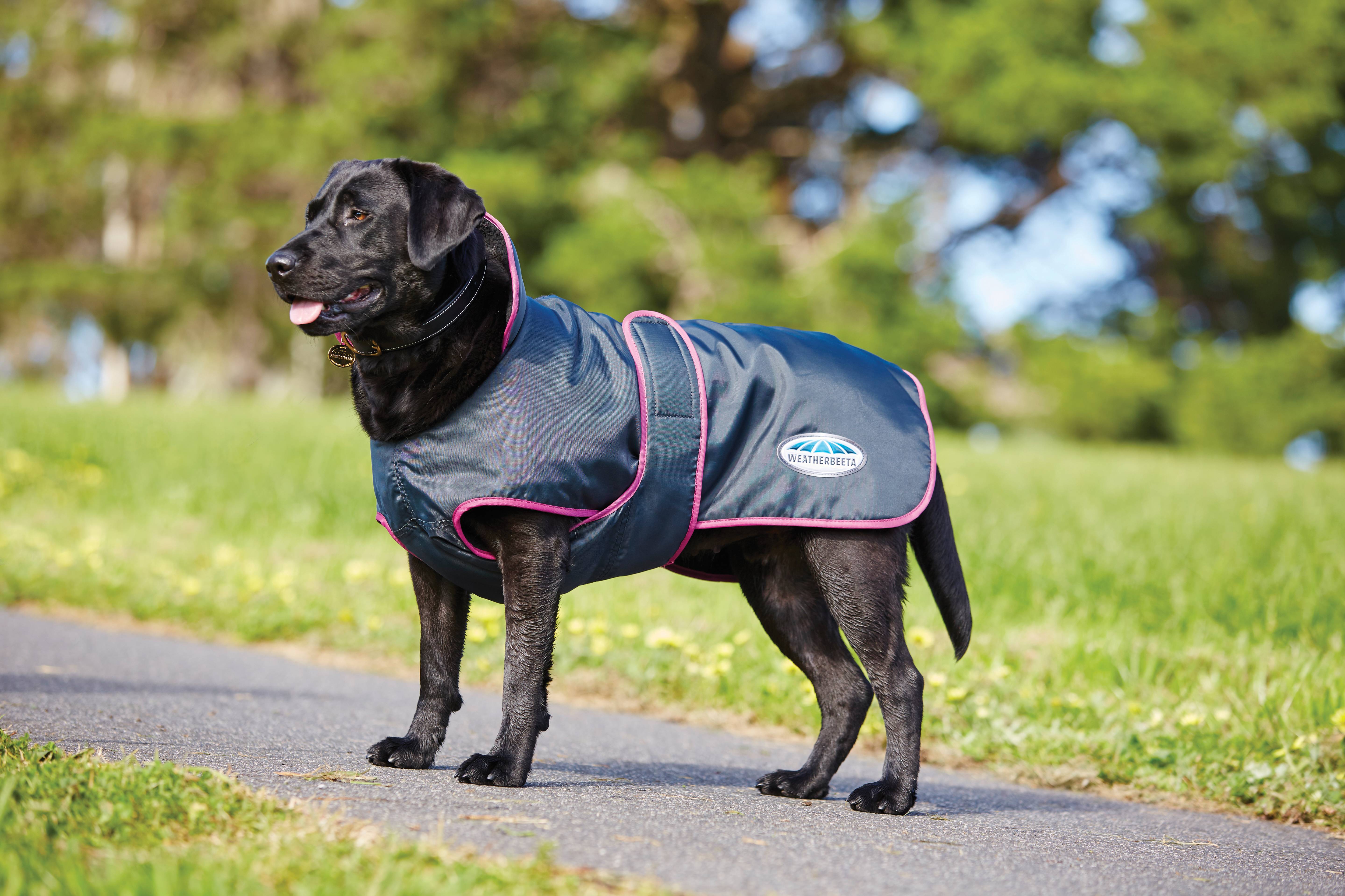 Weatherbeeta windbreaker on sale 420d dog coat