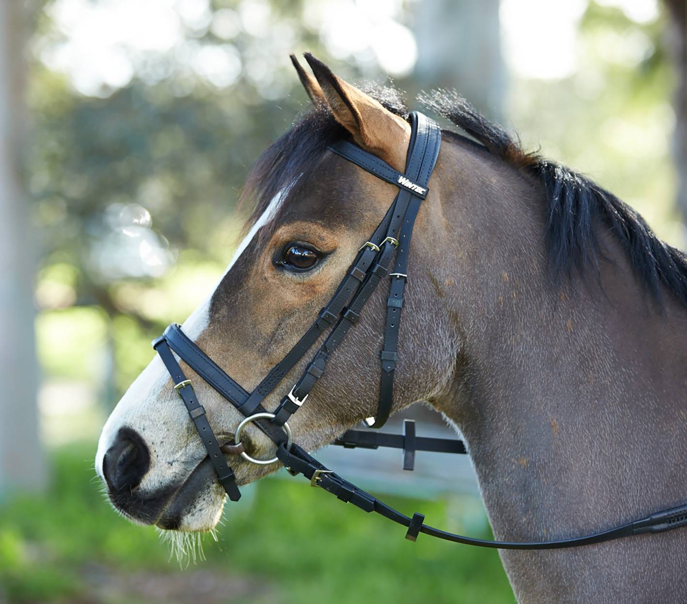 Wintec Bridle with Flash