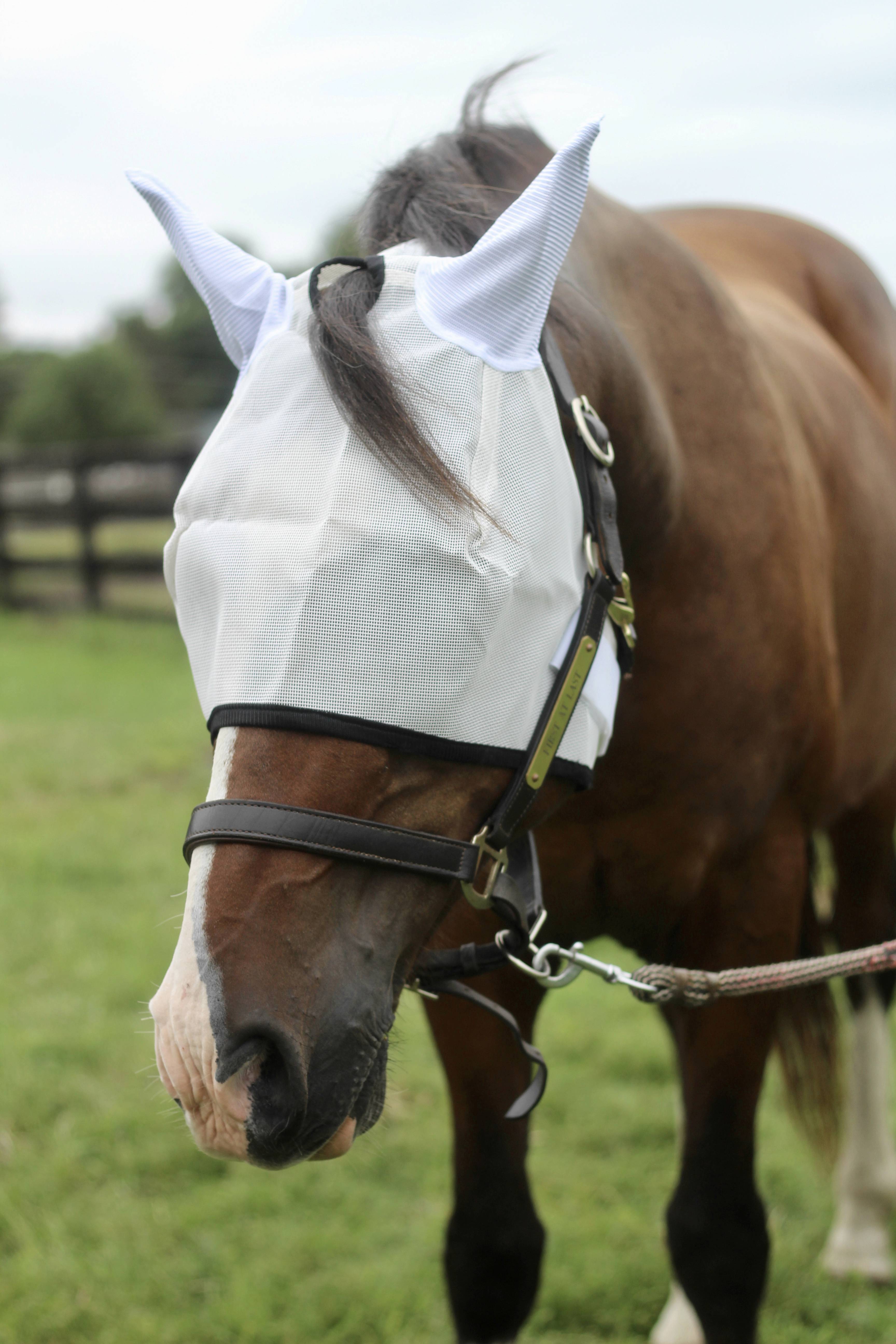 Tuffrider Fly Mask With Ears