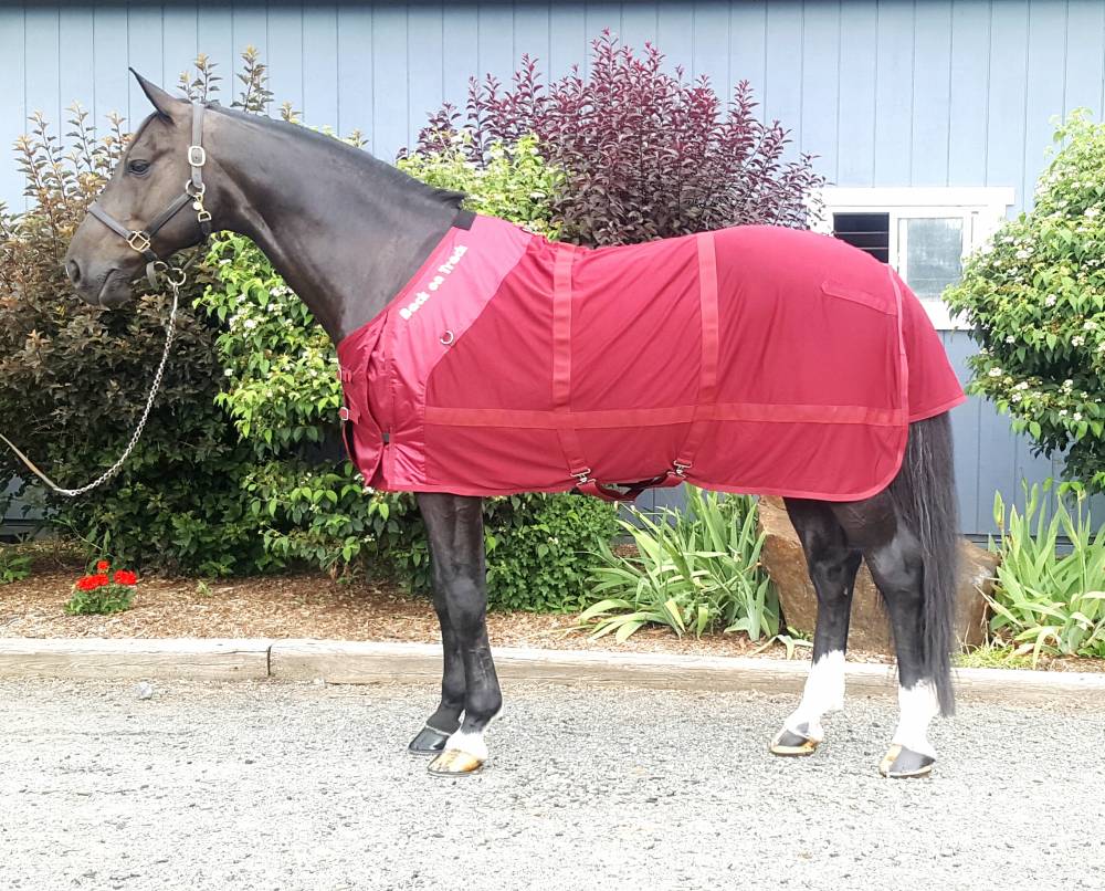 Back On Track Mesh Sheet HorseLoverZ Back On Track Mesh Sheet HorseLoverZ