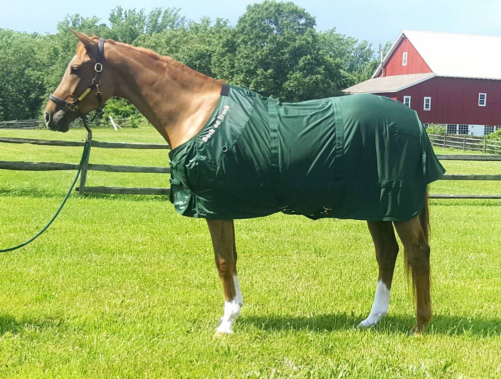 Back On Track Mesh Sheet HorseLoverZ Back On Track Mesh Sheet HorseLoverZ