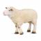 Breyer by CollectA Sheep