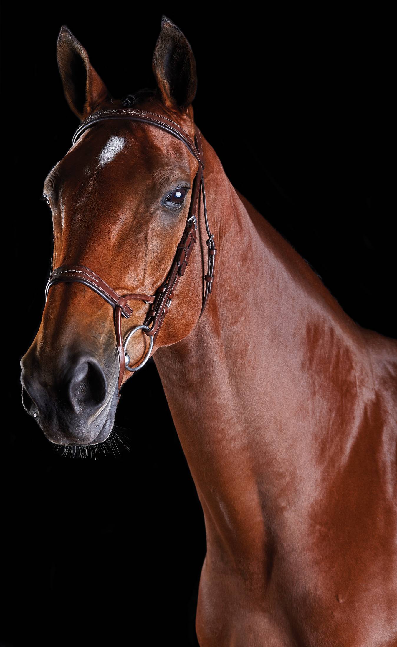 Collegiate ComFiTec Fancy Stitch Bridle