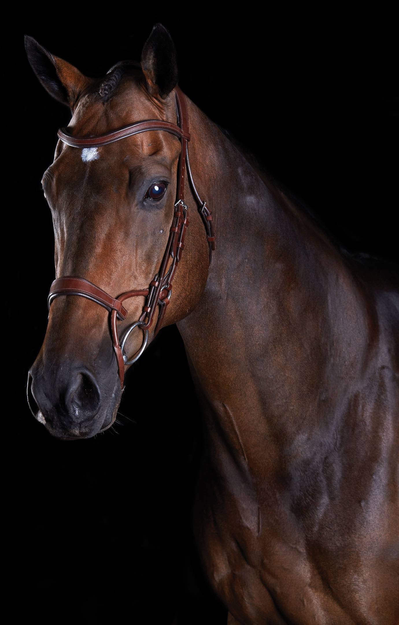 Collegiate ComFiTec Training Bridle