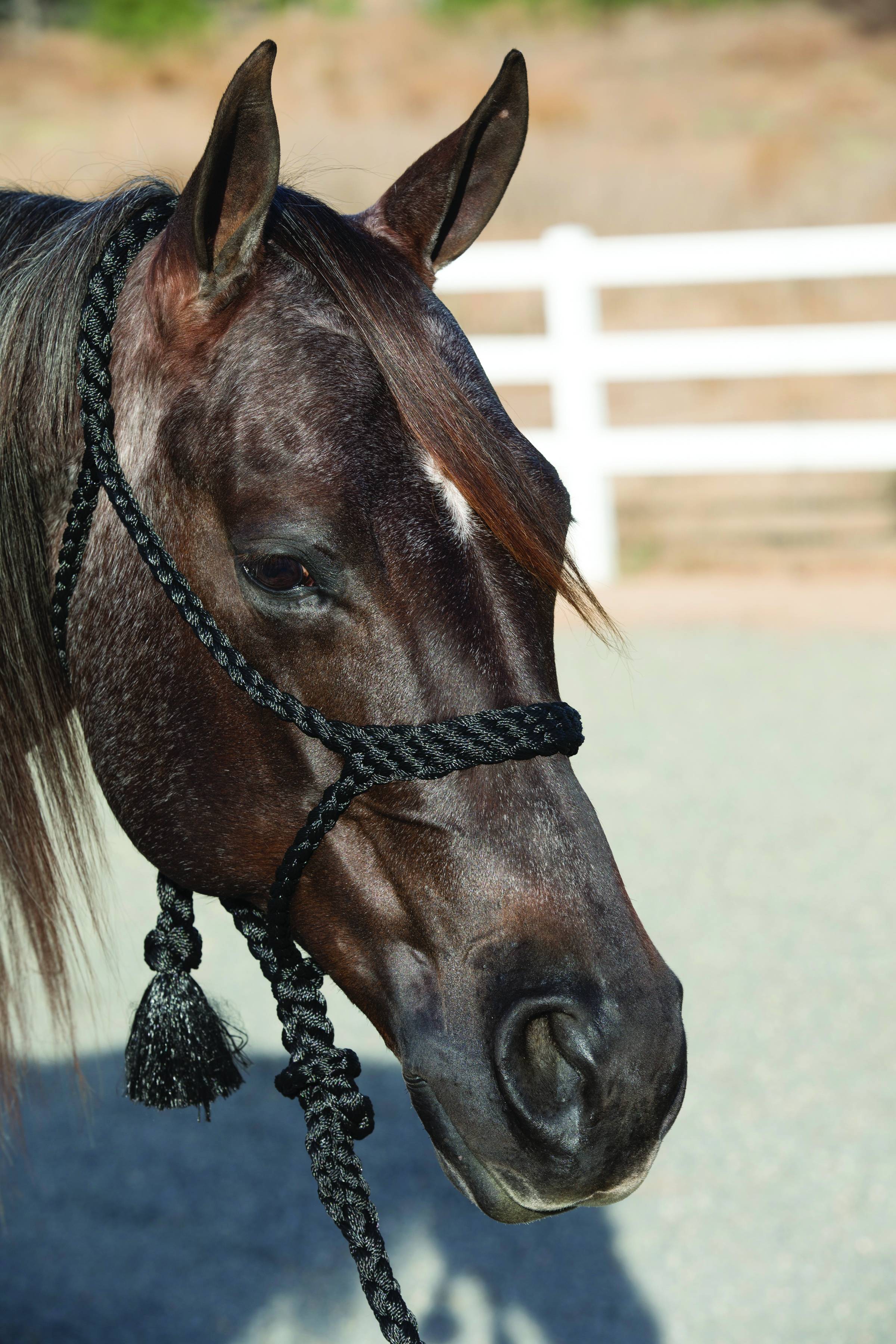 Professional's Choice Cowboy Braided Rope Halter 10' Lead - Jackson's  Western